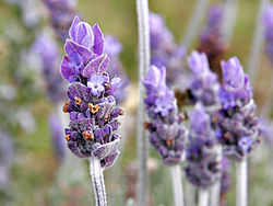 250px-Single_lavendar_flower02[1]